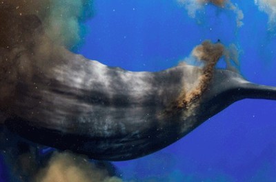 info-559-369 info-559-369