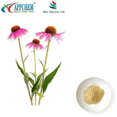 Ekstrakt Echinacea Purpurea u prahu