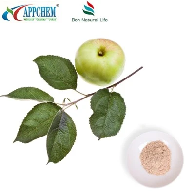 Ekstrakt jabuke Phloretin Bulk Supply